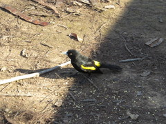 Cacicus chrysopterus