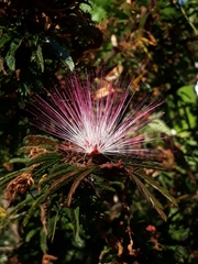 Calliandra selloi