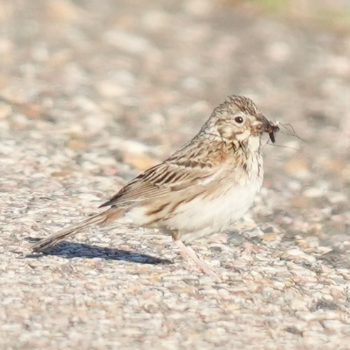 Vesper Sparrow