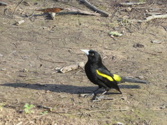 Cacicus chrysopterus