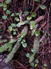 Nertera dichondrifolia