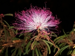 Calliandra selloi