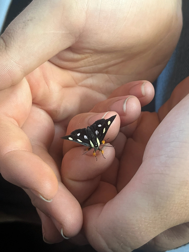 Eight-spotted Forester Moth
