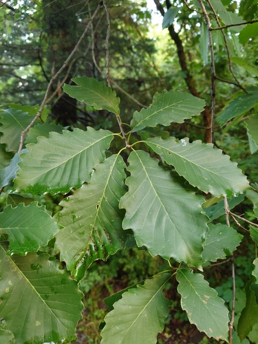 chinkapin oak