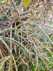 Tillandsia baileyi