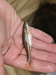 Chrosomus erythrogaster