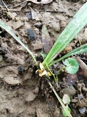 Curculigo orchioides