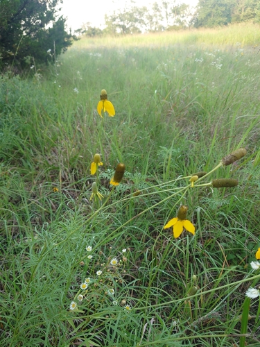 upright prairie coneflower
