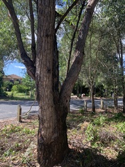 Eucalyptus robusta