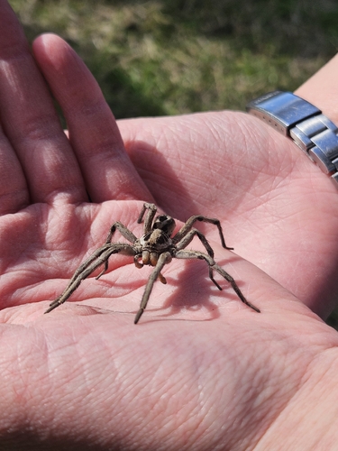 Lycosa erythrognatha
