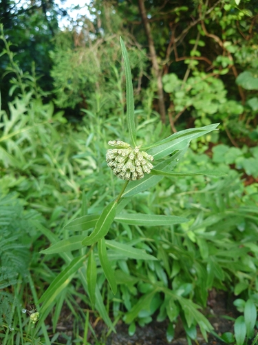 green comet milkweed