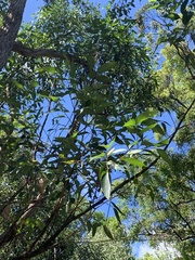 Eucalyptus robusta