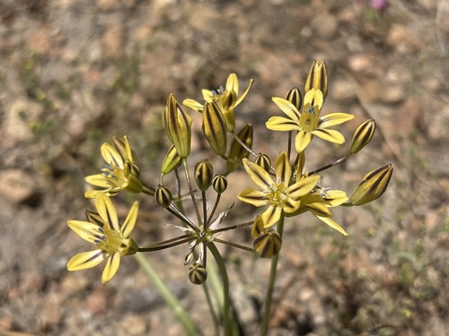 Triteleia ixioides, photograph 3