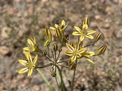 Triteleia ixioides, photograph (c) graham_coop, some rights reserved (CC BY)