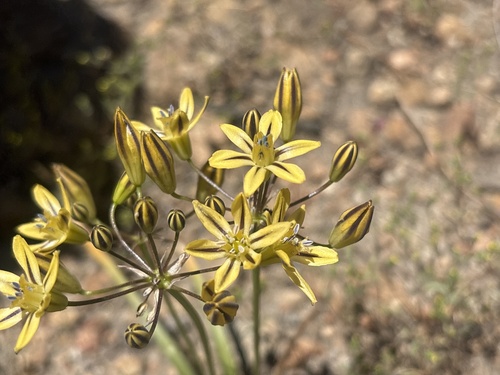 Triteleia ixioides, photograph 4