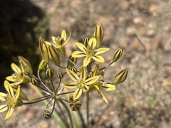 Triteleia ixioides, photograph (c) graham_coop, some rights reserved (CC BY)