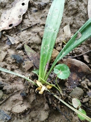 Curculigo orchioides