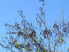Vachellia aroma