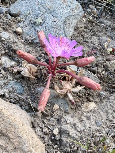 Lewisia rediviva, photograph 3