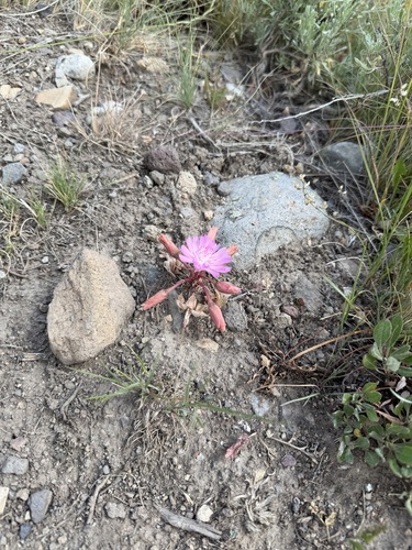 Lewisia rediviva, photograph 4
