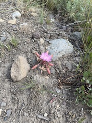 (c) Whitney Brook Matson, some rights reserved (CC BY) Lewisia rediviva, photograph (c) Whitney Brook Matson, some rights reserved (CC BY)
