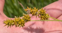 Carex gravida