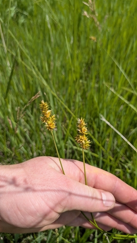Carex gravida, photograph 1