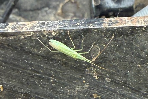Plant Bug photo 6