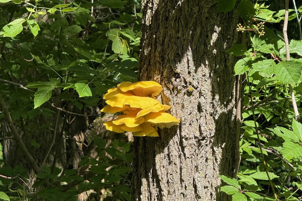 Golden Oyster Mushroom · June 2026 · photo: Photo: (c) Cole Wolf, some rights reserved (CC BY) · iNaturalist