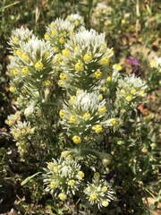 Castilleja densiflora