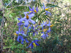 Solanum angustifidum