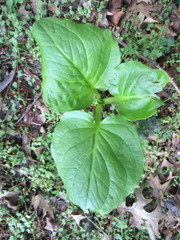 Symplocarpus foetidus