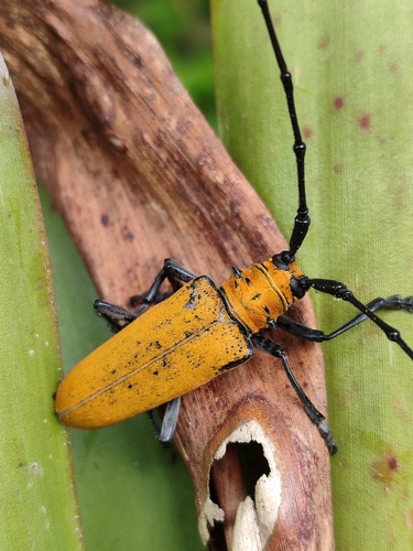 Hammatoderus pollinosus