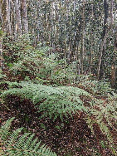 Hypolepis rugosula
