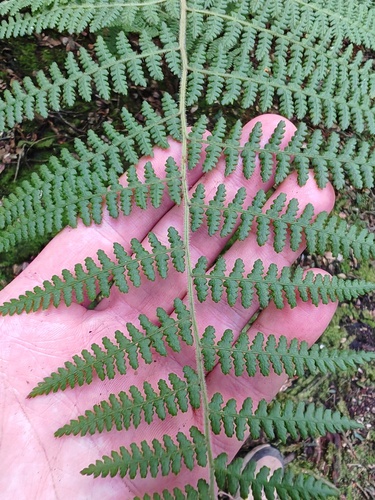 Hypolepis rugosula, photograph 2