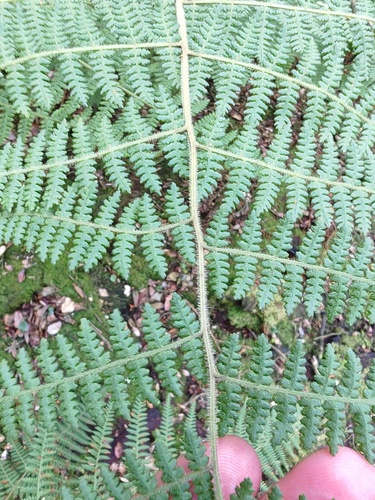 Hypolepis rugosula, photograph 3