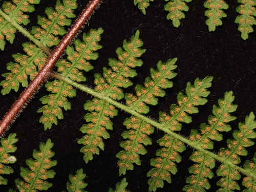 Hypolepis rugosula, photograph 4