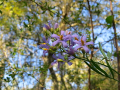 Solanum angustifidum