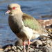 Andean Lapwing - Photo (c) Peter Chen 2.0, some rights reserved (CC BY)