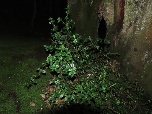 Peperomia fernandeziana (Peperomia fernandeziana)