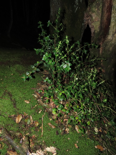 Peperomia fernandeziana (Peperomia fernandeziana)