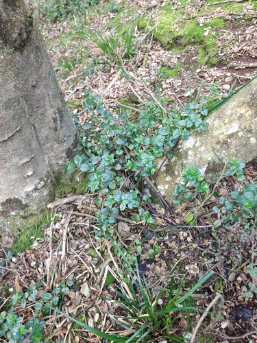Peperomia fernandeziana (Peperomia fernandeziana)