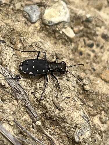 Eastern Red-bellied Tiger Beetle
