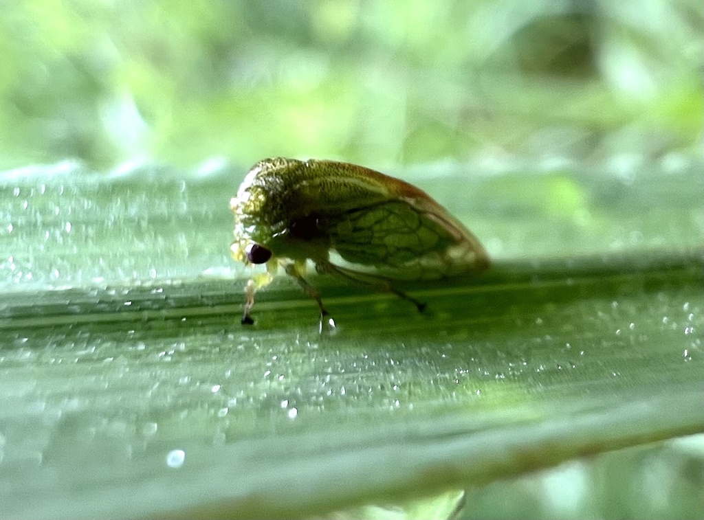 Stictolobus minutus