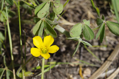 Oxalis pilosa