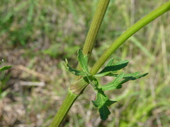 Polytaenia