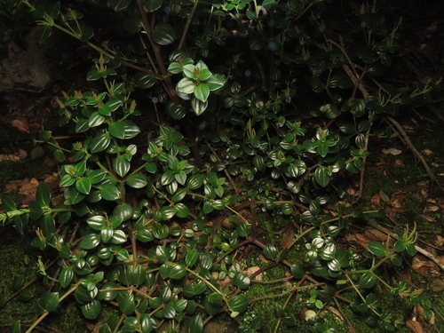 Peperomia fernandeziana (Peperomia fernandeziana)