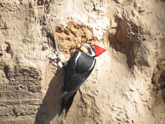 Dryocopus schulzii