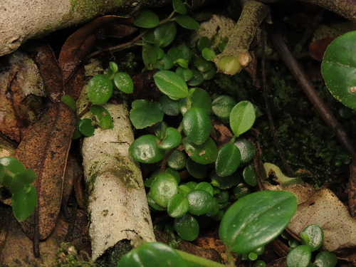 Peperomia fernandeziana (Peperomia fernandeziana)