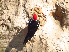 Dryocopus schulzii